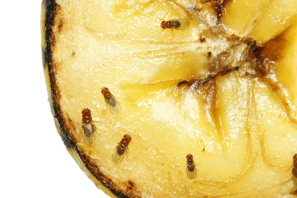 How To Get Rid Of Fruit Flies From Your House?
