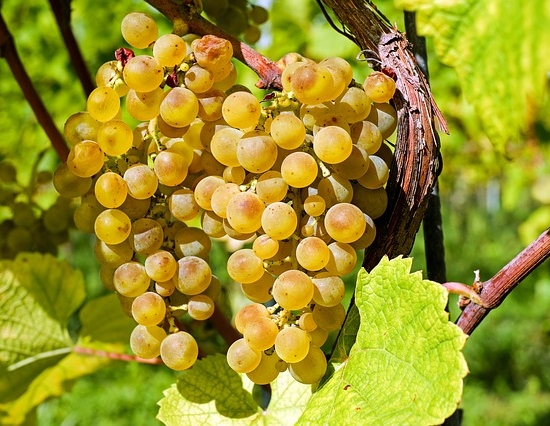 grapes