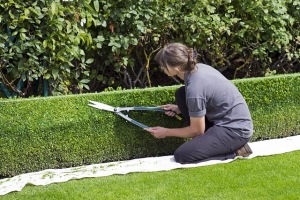 box-hedge-topiary