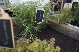 rosemary