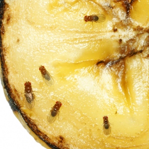How To Get Rid Of Fruit Flies From Your House?