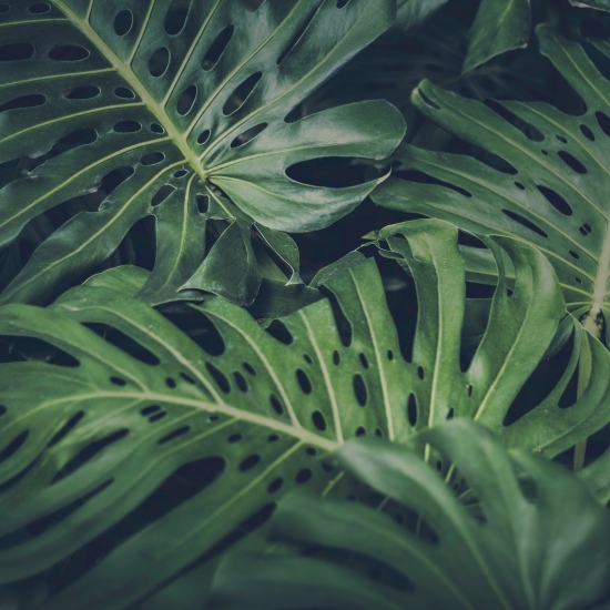 Creating Unique Experience: Grow Your Own Jungle